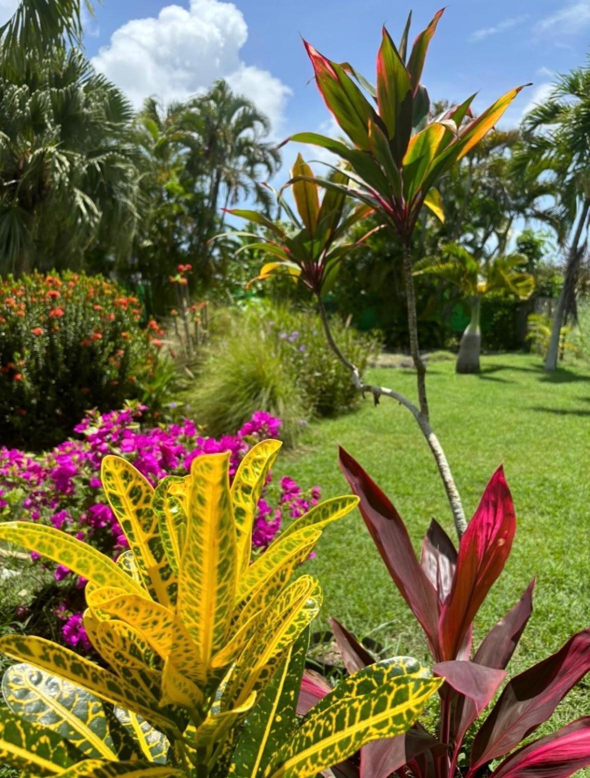 Le Petit Havre Tropical Guadeloupe, Gite, Massages & Spa Saint-Francois  Exteriér fotografie