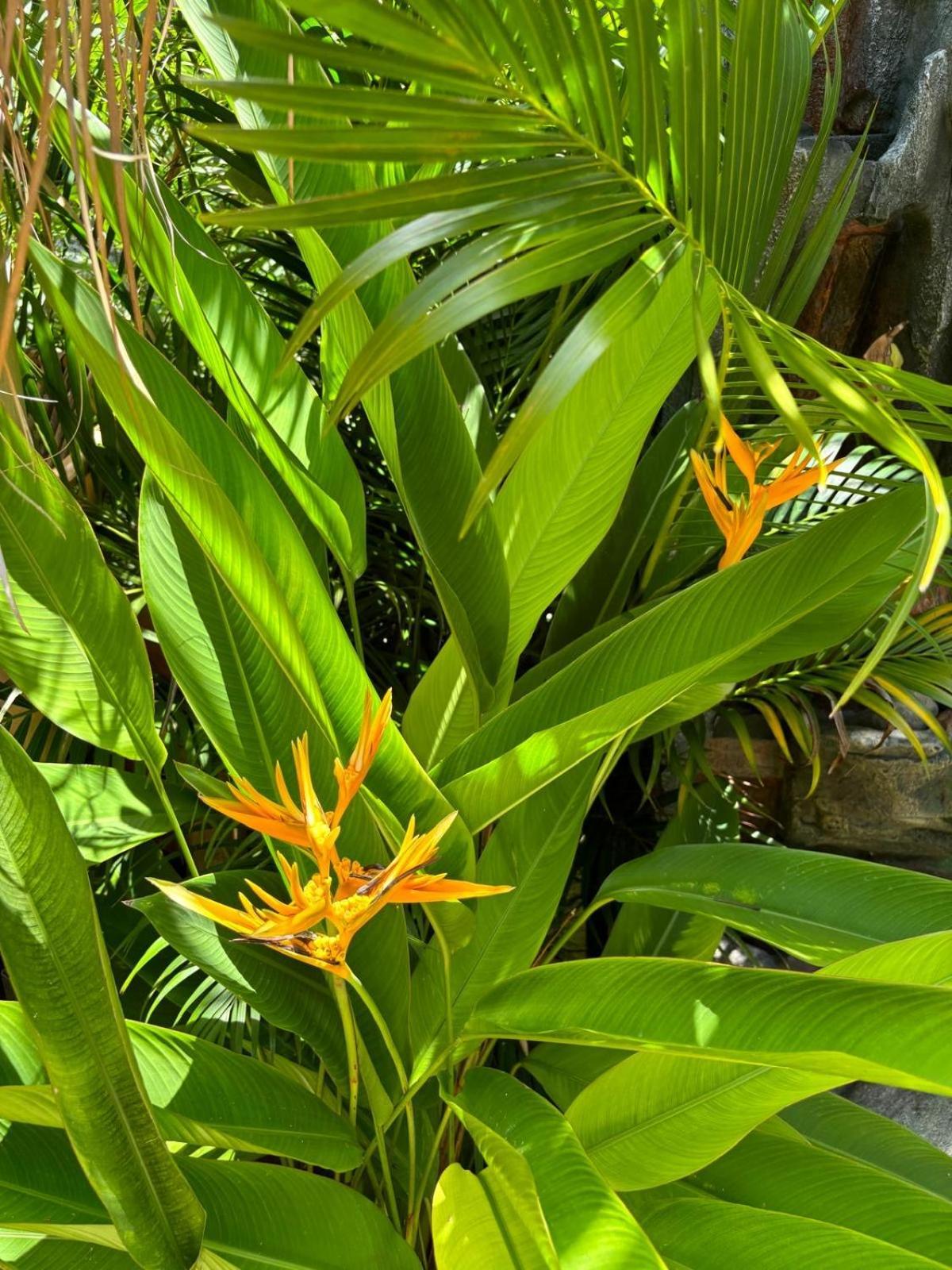 Le Petit Havre Tropical Guadeloupe, Gite, Massages & Spa Saint-Francois  Exteriér fotografie