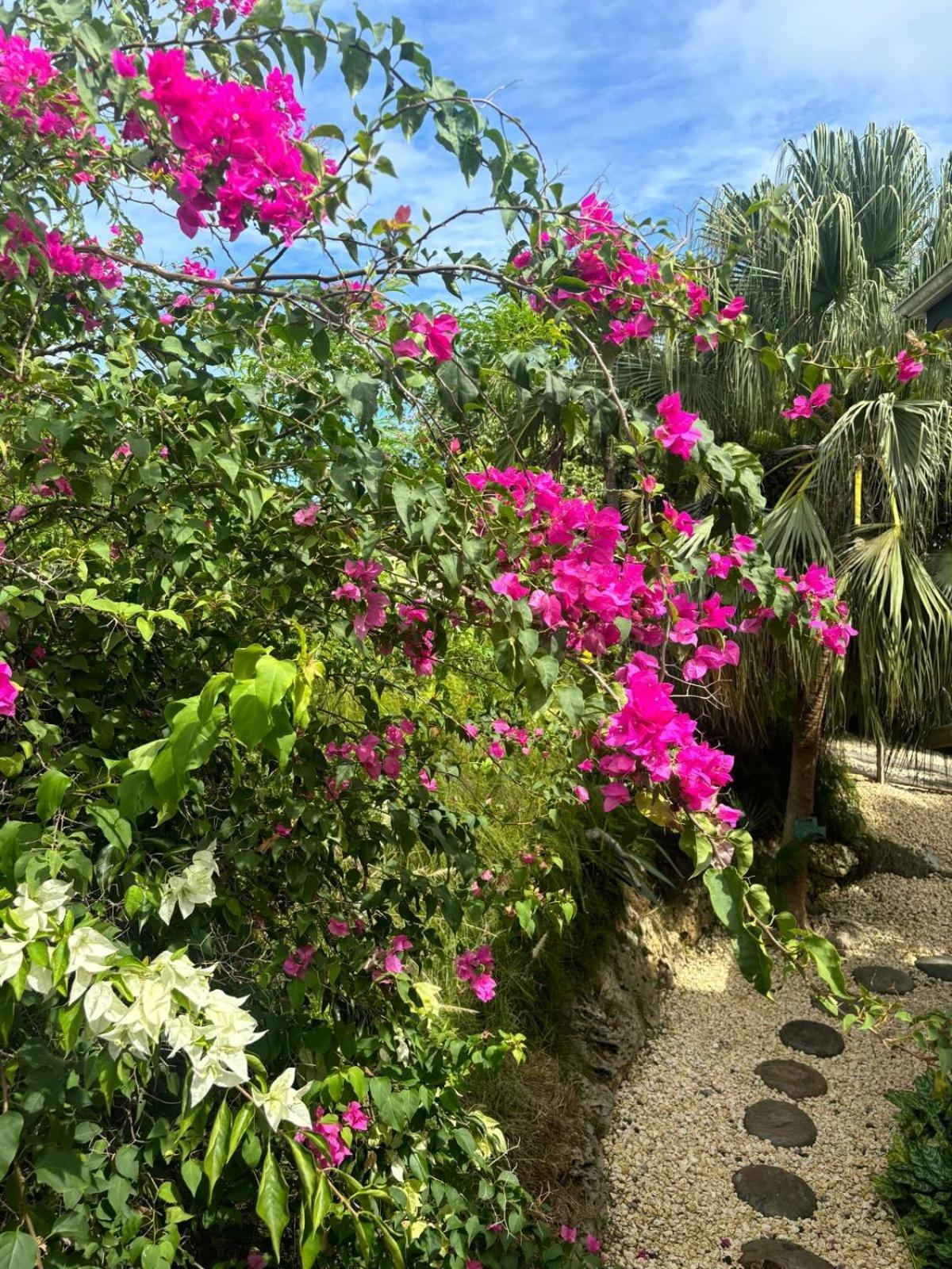 Le Petit Havre Tropical Guadeloupe, Gite, Massages & Spa Saint-Francois  Exteriér fotografie